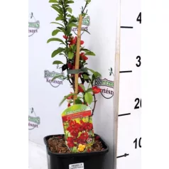   Japánbirs, Bíbor japánbirs Chaenomeles Clementine 30-40 cm