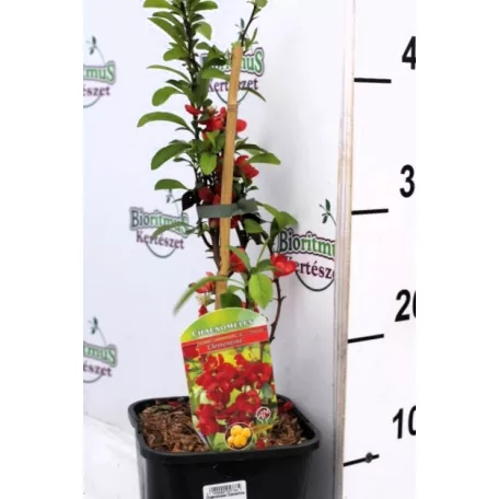 Japánbirs, Bíbor japánbirs Chaenomeles Clementine 30-40 cm