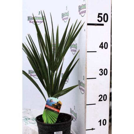 Törpe lószőrpálma Chamaerops humilis 50-60 cm