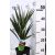 Törpe lószőrpálma Chamaerops humilis 50-60 cm