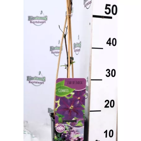 Kerti iszalag Clematis Star of India 60 cm