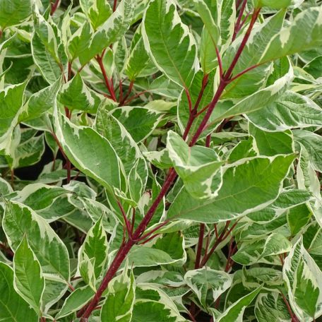 Fehért-tarka levelű som Cornus alba 'Elegantissima' 50-60 cm
