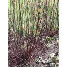 Feketevesszőjű fehér som Cornus alba 'Kesselringii' 50-60 cm