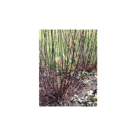 Feketevesszőjű fehér som Cornus alba 'Kesselringii' 50-60 cm