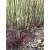 Feketevesszőjű fehér som Cornus alba 'Kesselringii' 50-60 cm
