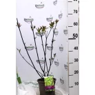 Feketevesszőjű fehér som Cornus alba 'Kesselringii' 50-60 cm