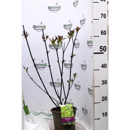 Feketevesszőjű fehér som Cornus alba 'Kesselringii' 50-60 cm
