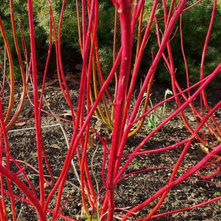 Vörös vesszejű som Cornus alba 'Sibirica' 50-60 cm