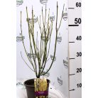 Sárgavesszőjű som Cornus stolonifera Flaviramea 50-60 cm