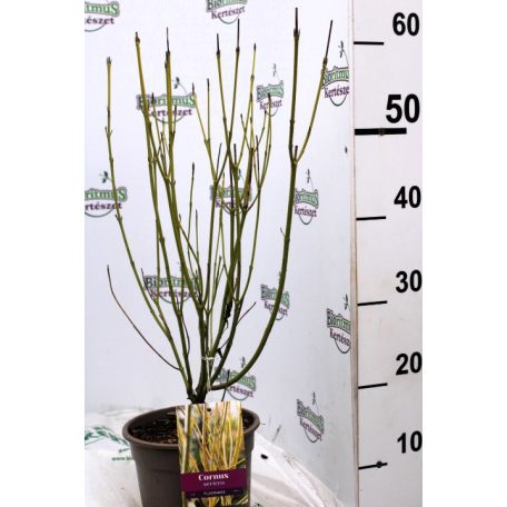 Sárgavesszőjű som Cornus stolonifera Flaviramea 50-60 cm