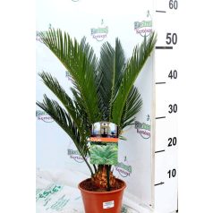 Cikász pálma CYCAS REVOLUTA 30-40 cm