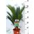 Cikász pálma CYCAS REVOLUTA 55 cm