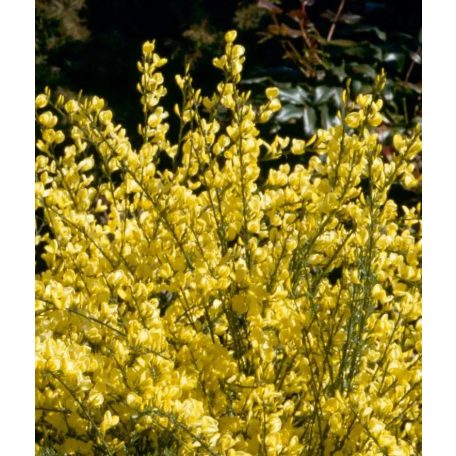 Zanót Cytisus Praecox 40-45 cm