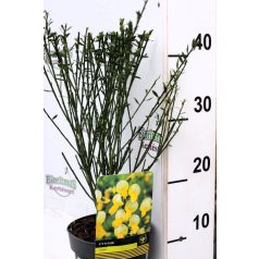 Zanót Cytisus Luna 40-45 cm