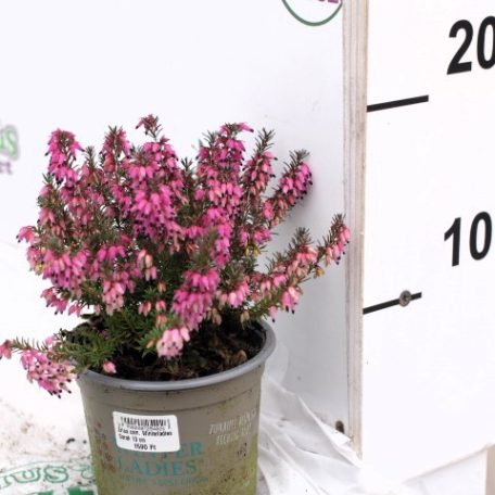 Alpesi erika Erica carnea Winterladies Sarah 10 cm