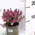 Alpesi erika Erica carnea Winterladies Sarah 10 cm