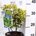 Sárga-tarka levelű japán kecskerágó Euonymus jap. 'Marieke' 20-25 cm