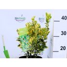 Sárga-tarka levelű japán kecskerágó Euonymus jap. 'Marieke' 20-25 cm