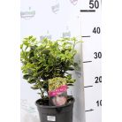 Sárga-tarka levelű japán kecskerágó Euonymus jap. 'Marieke' 25-30 cm