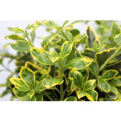   Sárga-tarka levelű japán kecskerágó Euonymus jap. 'Marieke' 25-30 cm