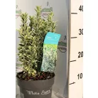 Tarka levelű, oszlopos kecskerágó Euonymus japonicus White Spire 25-30 cm