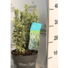   Tarka levelű, oszlopos kecskerágó Euonymus japonicus White Spire 25-30 cm