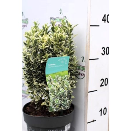 Tarka levelű, oszlopos kecskerágó Euonymus japonicus White Spire 25-30 cm