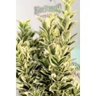 Tarka levelű, oszlopos kecskerágó Euonymus japonicus White Spire 25-30 cm