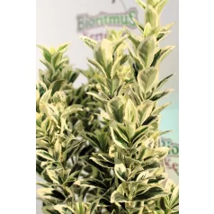   Tarka levelű, oszlopos kecskerágó Euonymus japonicus White Spire 25-30 cm