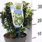 Fehértarka japán kecskerágó Euonymus jap. 'Paloma Blanca 20-25 cm