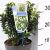 Fehértarka japán kecskerágó Euonymus jap. 'Paloma Blanca 20-25 cm