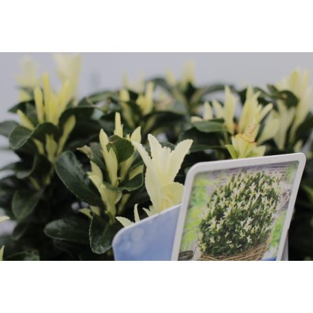 Fehértarka japán kecskerágó Euonymus jap. 'Paloma Blanca 20-25 cm