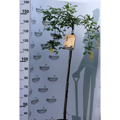 Hosszúfürtű aranyeső csüngő ágú Laburnum alpinum Pendulum TM: 120 cm