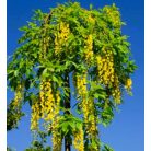 Hosszúfürtű aranyeső csüngő ágú Laburnum alpinum Pendulum TM: 90 cm