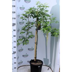 Laburnum alpinum Pendulum TM: 90 cm