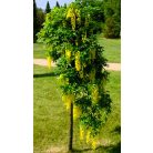 Hosszúfürtű aranyeső csüngő ágú Laburnum alpinum Pendulum TM: 90 cm