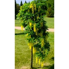   Hosszúfürtű aranyeső csüngő ágú Laburnum alpinum Pendulum TM: 90 cm