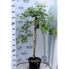 Hosszúfürtű aranyeső csüngő ágú Laburnum alpinum Pendulum TM: 90 cm