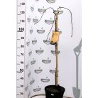 Hosszúfürtű aranyeső csüngő ágú Laburnum alpinum Pendulum TM: 90 cm