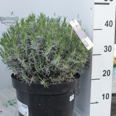 Angol levendula Lavandula angustifolia 'Munstead' 30-40 cm C10 lit
