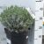 Angol levendula Lavandula angustifolia 'Munstead' 30-40 cm C10 lit