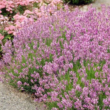 Angol levendula rózsaszín virágú Lavandula ang. Rosea 10-15 cm P14