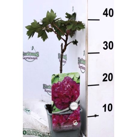 Fás bazsarózsa Paeonia lila P11