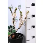Prunus tomentosa Törpe meggy C2,5