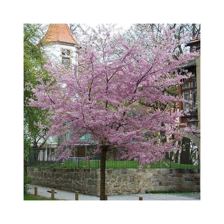 Higan-cseresznye Prunus subhirtella 'Autumnalis Rosea'  TM120 C7.5