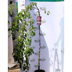   Japán csüngő díszcseresznye Prunus Kiku-shidare-zakura TM120 C7.5lit.