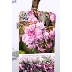   Japán csüngő díszcseresznye Prunus Kiku-shidare-zakura TM120 C7.5lit.