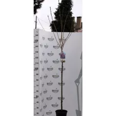  Rózsaszín virágú japán díszcseresznye Prunus serrulata 'Kanzan' TM 120 cm C7,5