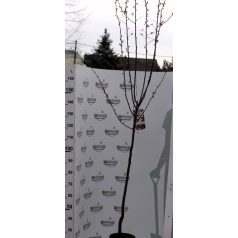   Vérszilva  Prunus cerasifera 'Nigra'   TM 120 cm C7,5