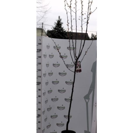 Vérszilva  Prunus cerasifera 'Nigra'   TM 120 cm C7,5